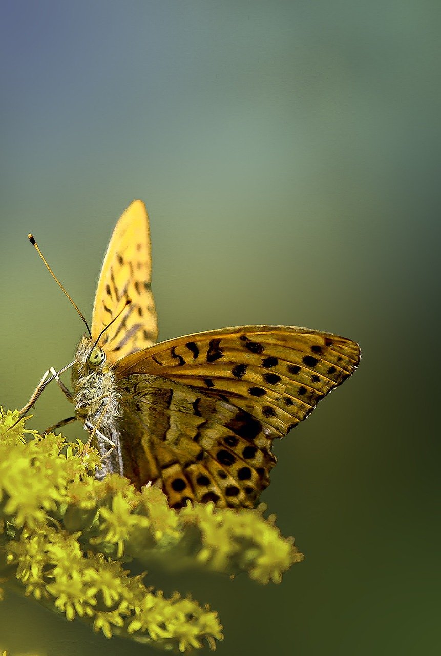 fritillary butterfly, butterfly, flowers-8194060.jpg